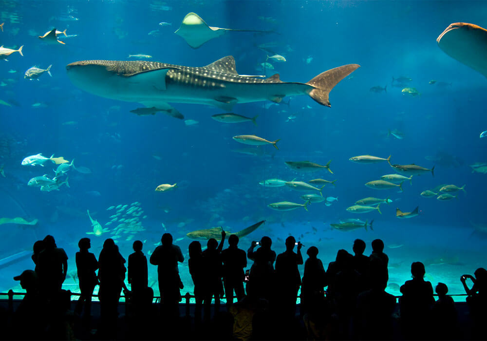 Aquarium du Cap d'Agde